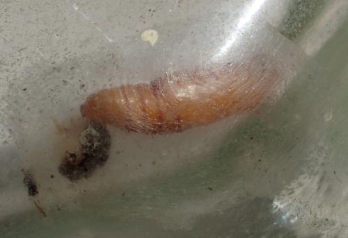 Epinotia abbreviana